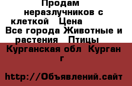 Продам 2 неразлучников с клеткой › Цена ­ 2 500 - Все города Животные и растения » Птицы   . Курганская обл.,Курган г.